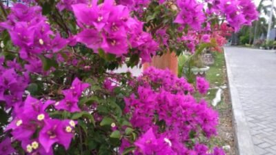 bunga bougenville antara keindahan dan mitos