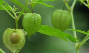 buah ciplukan jumbo